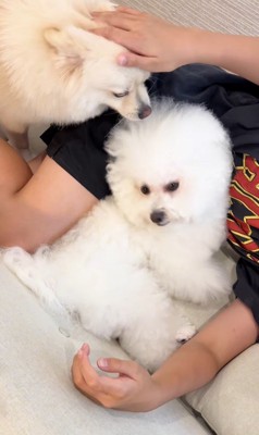 お兄ちゃんが帰宅時のエマくん&ハルくん8