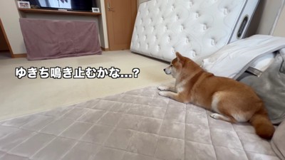 先住犬の『ひまり』ちゃん