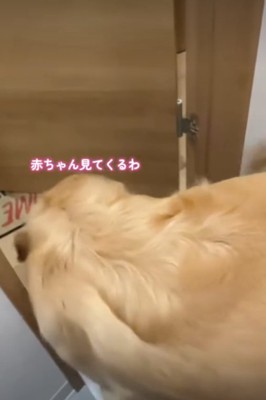 出ていく犬