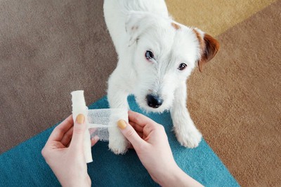 怪我を負った犬