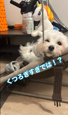 あさりちゃんと赤ちゃん3