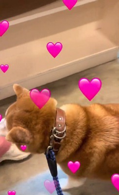 しっぽをフリフリ