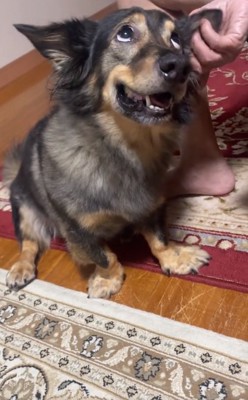 おばあちゃんを見るマックくん1