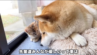 犬を見つめる子猫