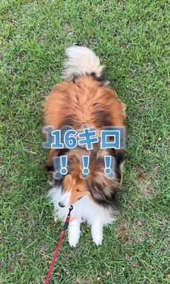 ソフィーちゃんのビフォーアフター7