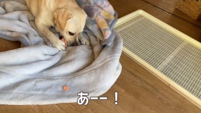 お人形をかじってる！！