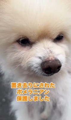 置き去りにされたルナちゃん