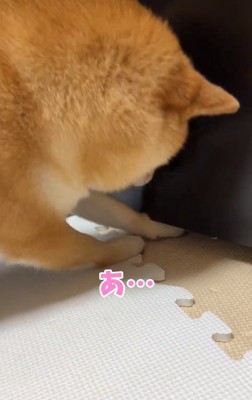 焦るはなちゃん