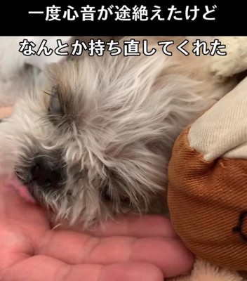 心音が途絶えたのに…