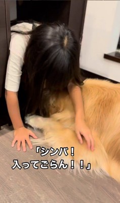 テーブルの下に入りたいシンバくん5