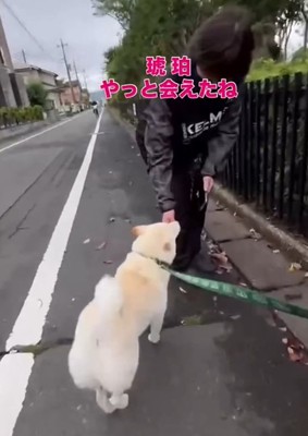 ママと犬