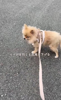 お散歩が怖い…