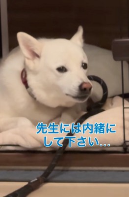 困ったように横目で見る犬