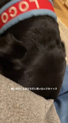 女性の服のポケットに顔を入れる犬