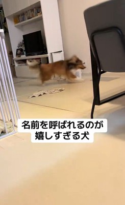 名前を呼ばれた時のリックくん8