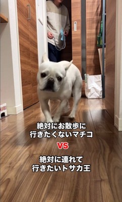 散歩に連れて行きたいお父さんVSマルちゃん2