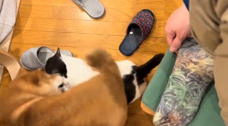 猫の体の上を通り過ぎる犬