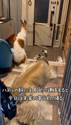 首を正面に戻す茶色のぶち模様の犬