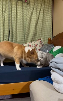 猫に鼻を突っ込むコーギー