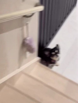 尻尾をふりふり