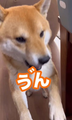 とん君と飼い主さんのやりとり5