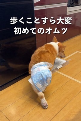 オムツをしたモコちゃん