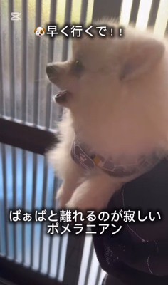 おばあちゃんと離れたくないすのぅちゃん5