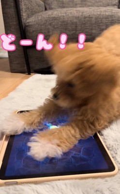 捕まえようとするちくわちゃん