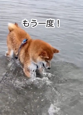 再チャレンジする海くん
