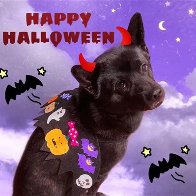 母作の衣装を着る信玄くん2