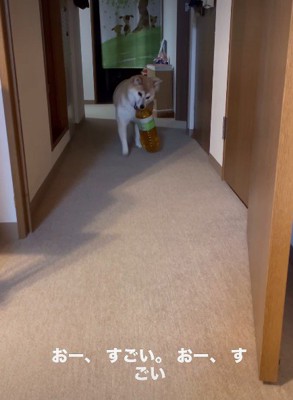 持ってきたのは…