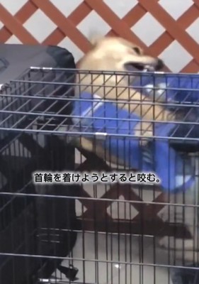 噛みつこうとするあい君1