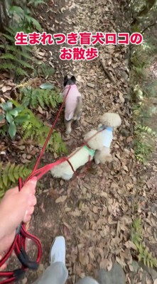 寄り添いながら山道を歩く3頭の犬