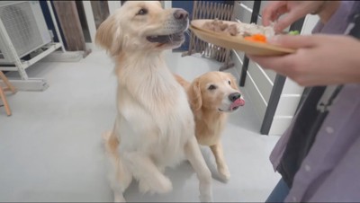 食べ物が乗った皿を見つめる2匹の犬