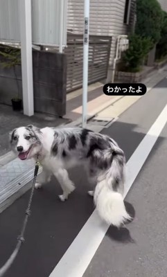 日陰に入り正面を見る犬