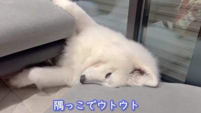 隅でウトウトするアイスちゃん