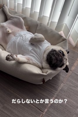 仰向けのまま見つめる犬