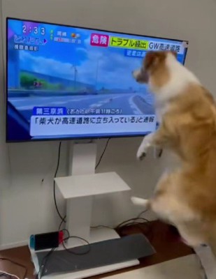 テレビに犬が出ると…