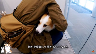 何かを察知し怖がるつむぎちゃん