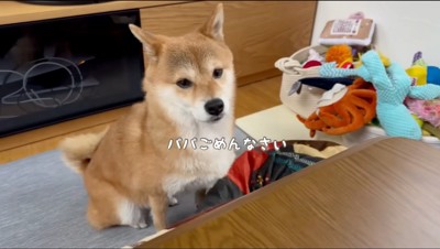 男性がそばに座りこむ雌の柴犬