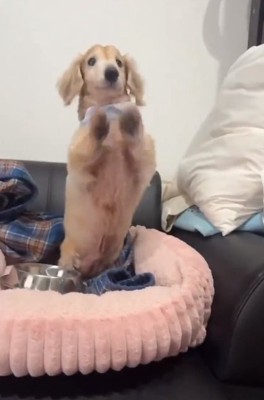 立ち上がるれっくすくん