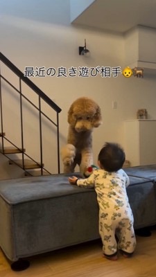 赤ちゃんの目の前で口からボールを放す犬