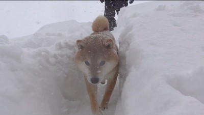 雪で作った階段を下りていく犬