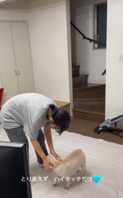 撫でてもらう小型犬