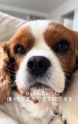 ドアップのボーロくん