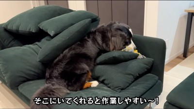 ソファに乗せられたクッションの山に埋もれる犬