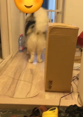 尻尾を振りながら部屋の方へ