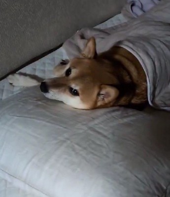 「やっと帰ってきたの？」