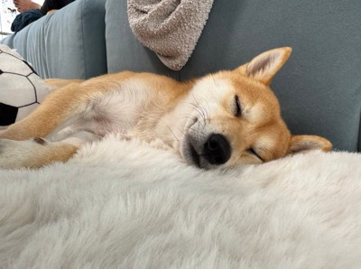 わさびちゃんの日常3