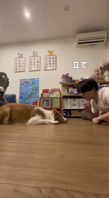 犬に「立て」と言う飼い主